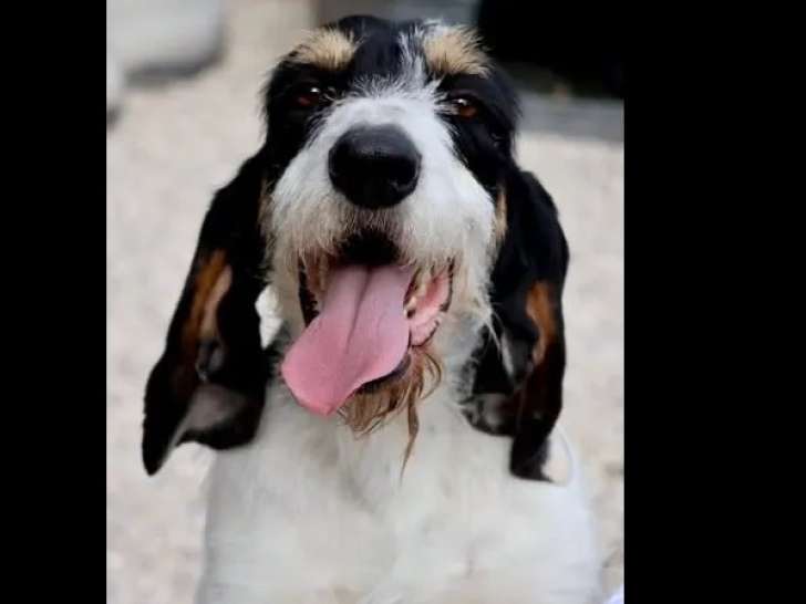 Chienne au pelage tricolore de 2 ans à adopter