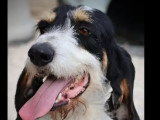 Chienne au pelage tricolore de 2 ans à adopter