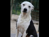 Chien au pelage noir et blanc de 7 ans en attente d'un foyer