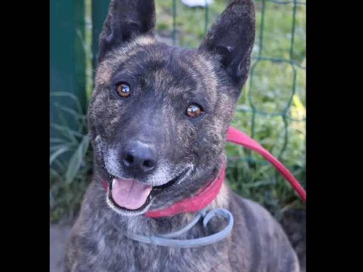 Chien Berger Hollandais au pelage bringé de 8 ans en quête d'un foyer