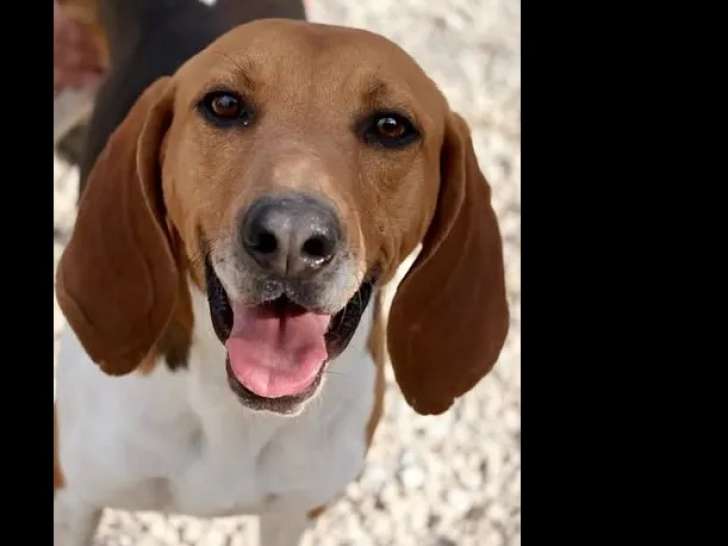 Chien Grand Anglo-Français Tricolore de 2 ans à adopter