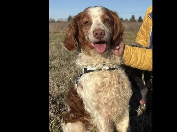 Chien Épagneul Breton de 6 ans au pelage marron et blanc en attente d'adoption
