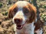 Chien Épagneul Breton de 6 ans au pelage marron et blanc en attente d'adoption