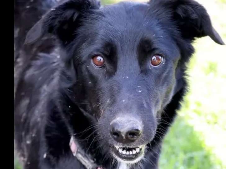 Chienne de 2 ans au pelage noir avec marque blanche à la recherche d'une famille