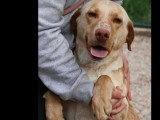 Chien Labrador d'un an au pelage beige prêt pour l'adoption
