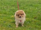 Chiots Spitz Nain LOSH à vendre