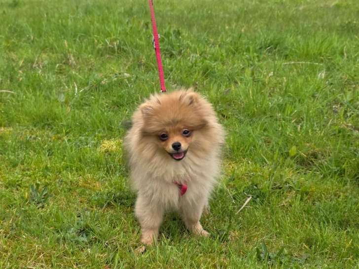 Chiots Spitz Nain LOSH à vendre
