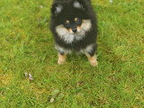 Chiots Spitz Nain LOSH à vendre