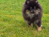 Chiots Spitz Nain LOSH à vendre