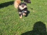 Chiots Spitz Nain LOSH à vendre