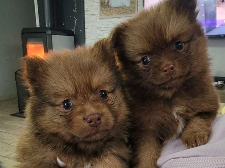 Brooklyn, Brownie et Bijou, 3 femelles Pomsky chocolat à réserver