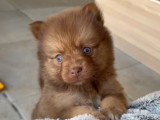 Brooklyn, Brownie et Bijou, 3 femelles Pomsky chocolat à réserver