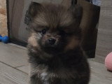 Biscotte, 1 femelle de type Pomsky charbonnée à réserver