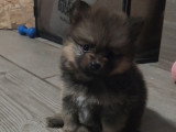 Biscotte, 1 femelle de type Pomsky charbonnée à réserver