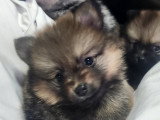 Biscotte, 1 femelle de type Pomsky charbonnée à réserver