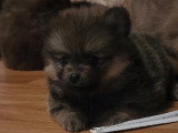 Biscotte, 1 femelle de type Pomsky charbonnée à réserver