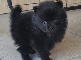 Brookie, 1 femelle Noire Spitz à réserver