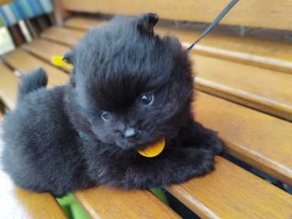 Chiots Loulou de Poméranie à vendre un mâle et une femelle