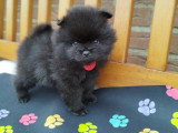 Chiots Loulou de Poméranie à vendre