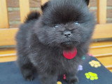 Chiots Loulou de Poméranie à vendre