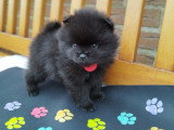Chiots Loulou de Poméranie à vendre