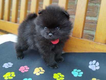 Chiots Loulou de Poméranie à vendre