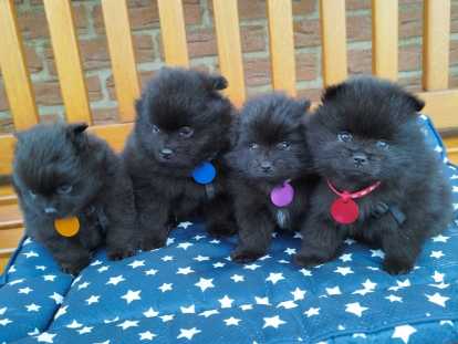 Chiots Loulou de Poméranie à vendre