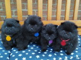 Chiots Loulou de Poméranie à vendre
