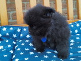 Chiots Loulou de Poméranie à vendre