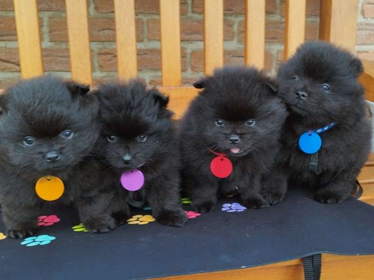 Chiots Loulou de Poméranie à vendre