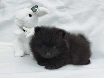 Chiots Loulou de Poméranie à vendre