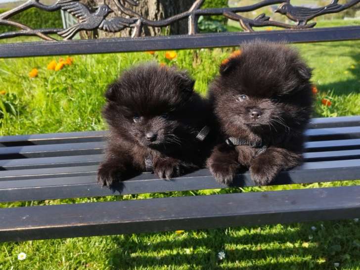 Chiots Loulou de Poméranie à vendre un mâle et une femelle