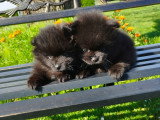 Chiots Loulou de Poméranie à vendre un mâle et une femelle