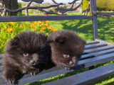 Chiots Loulou de Poméranie à vendre un mâle et une femelle