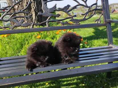 Chiots Loulou de Poméranie à vendre un mâle et une femelle