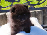 Chiots Spitz Nain d'Exception (Type Ours) – Pedigree SRSH (FCI)
