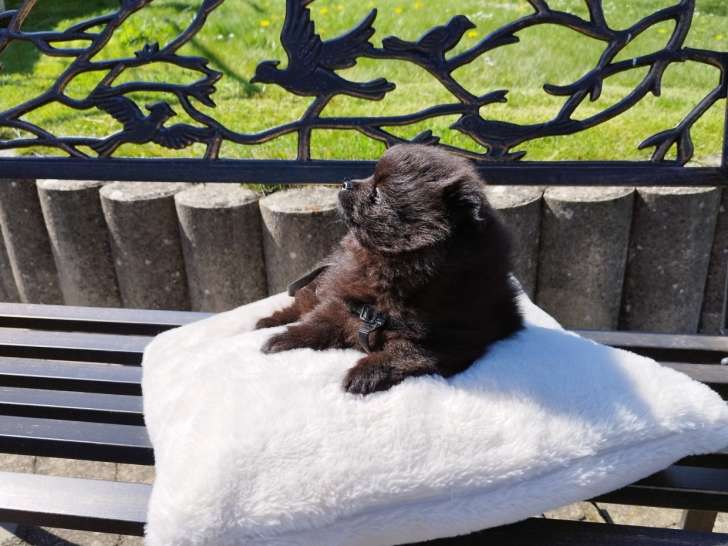 Chiots Spitz Nain d'Exception (Type Ours) – Pedigree SRSH (FCI)