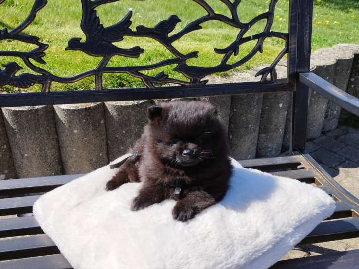 Chiots Spitz Nain Loulou de Poméranie d'Exception (Type Ours) – Pedigree SRSH (FCI)