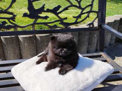 Chiots Spitz Nain Loulou de Poméranie d'Exception (Type Ours) – Pedigree SRSH (FCI) un mâle