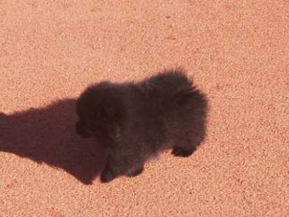 Chiot Poméranie noir 2 mois (Type Ours) – Pedigree SRSH (FCI)