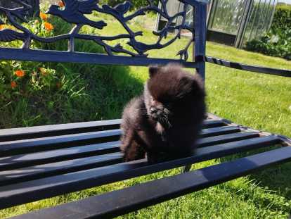 Chiot Poméranie noir 2 mois – Pedigree SRSH (FCI)