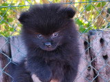 Chiot Poméranie noir 2 mois – Pedigree SRSH (FCI)
