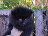 Chiot Poméranie noir 2 mois  Pedigree SRSH (FCI)