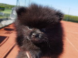 Chiot Poméranie noir 2 mois – Pedigree SRSH (FCI)