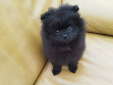 Chiot Poméranie noir 2 mois  Pedigree SRSH (FCI)