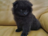 Chiot Poméranie noir 2 mois  Pedigree SRSH (FCI)