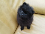 Chiot Poméranie noir 2 mois  Pedigree SRSH (FCI)