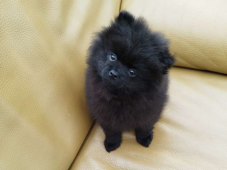 Chiot Poméranie noir 2 mois  Pedigree SRSH (FCI)