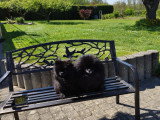 Chiot petit spitz noir 2 mois  Pedigree SRSH (FCI)