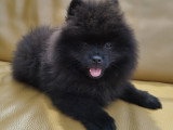 Chiot petit spitz noir 2 mois  Pedigree SRSH (FCI)